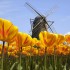 Wiatraki i tulipany jako symbol Holandii